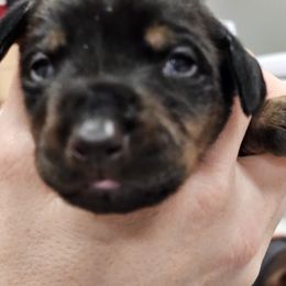 Doberman Pinscher Puppies from KJC Champion Kanines