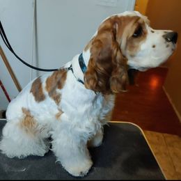 Cash - Cocker Spaniel