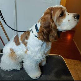 Cash - Cocker Spaniel