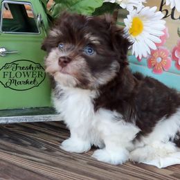 Havanese Puppies from KingsKids Havanese
