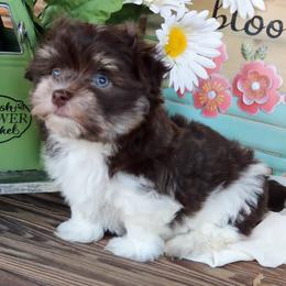 Havanese Puppies from KingsKids Havanese
