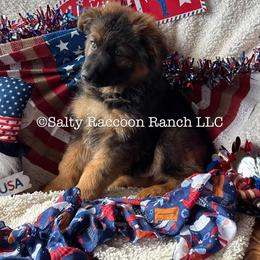Presley von Merryman Haus - Sable male German Shepherd puppy in Hillsboro, Indiana from Salty Raccoon Ranch German Shepherds