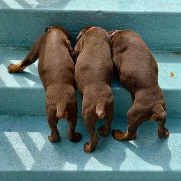 Doberman Pinscher Puppies from Devoted Doberman