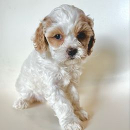 Lover - White female Cavapoo puppy in Vineyard, Utah from Pitter Patter Puppies