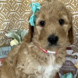 Girl 6 - Cream Goldendoodle puppy in Christiana, Tennessee from Rechlicz Family Doodles
