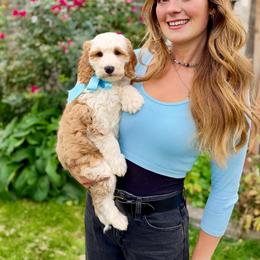 Monday - Apricot male Goldendoodle puppy in Mapleton, Utah from Natural Doodle Life