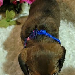 Dachshund Puppies from CLARK'S BREEDING PROGRAM