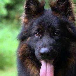 German Shepherds from Fox Tribe K9