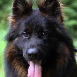 German Shepherds from Fox Tribe K9