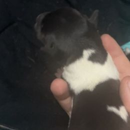 Rat Terriers from Red Apple Terriers