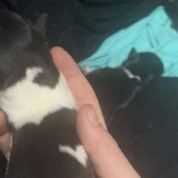 Rat Terriers from Red Apple Terriers