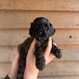 Marshall - Black and tan male Cockapoo puppy in Mena, Arkansas from Ouachita River Cockapoos