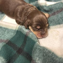 Cindy Lou - Chocolate and cream female Dachshund puppy in Morristown, Tennessee from Hillside Hounds