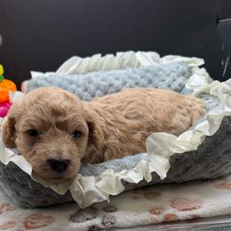 Janney - Apricot male Maltipoo puppy in Colonial Beach, Virginia from BeachRidge Pups