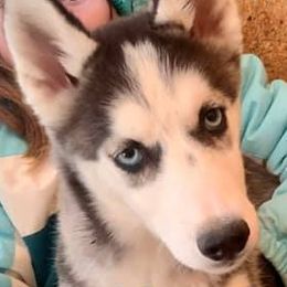 Siberian Huskies from Erica Massie's Siberian Huskies