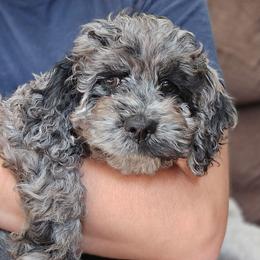 Mia - Merle female Cockapoo puppy in Maryland from Teddy Bear Cockapoos