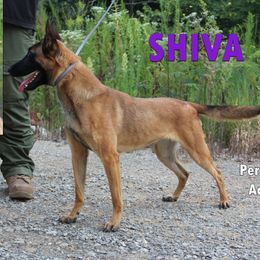 Shiva - Yellow female Dutch Shepherd puppy in Jasper, Georgia from Von Der King Working Dogs