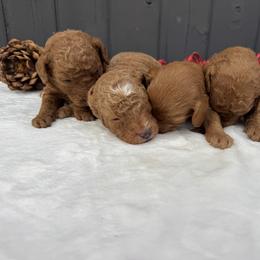 Boy 1 - Red  male Goldendoodle puppy in Rush, New York from Care Bear Puppies