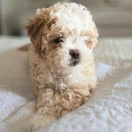 Frosty - Gold and white male Shihpoo puppy in Rural Retreat, Virginia from Kopydlowski's Shihpoo and Shichon pups