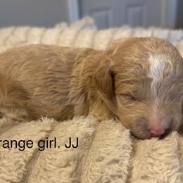 Orange girl JJ - Red  female Goldendoodle puppy in Vian, Oklahoma from Dog Days Doodles