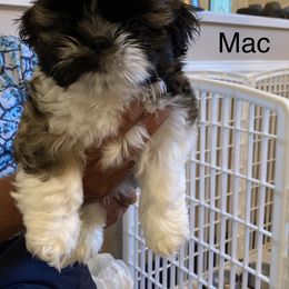 Shih Tzu Puppies from Strano’s Shih Tzu