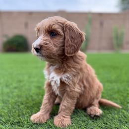 Timmy - Red  male Goldendoodle puppy in Phoenix, Arizona from Doodles of the Desert