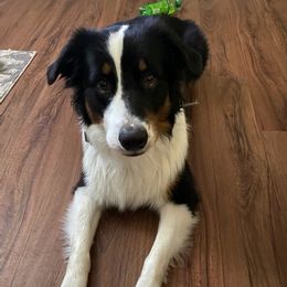 Australian Shepherds from Nia Smith's Australian Shepherds