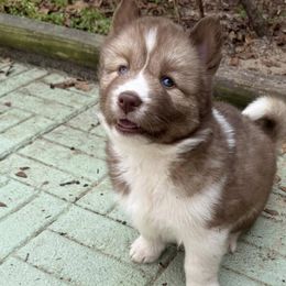 Siberian Huskies from Jones Siberian Huskies