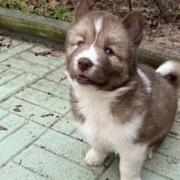 Siberian Huskies from Jones Siberian Huskies