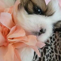 Shih Tzu Puppies from Trinity Shihtzu's So Calif