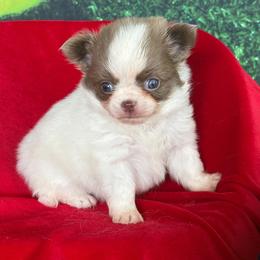 Queso - Blue and white male Chihuahua puppy in Gloucester, Virginia from Charlotte's Web of Chihuahuas