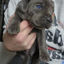 Cane Corso and Rottweiler Puppies from Hildegarde Kennels
