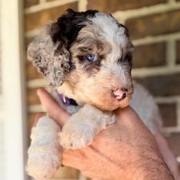 Lavender - Parti female Goldendoodle puppy in Macclenny, Florida from Baker County Goldendoodles