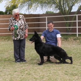 German Shepherd Puppies from Ca-She Shepherds