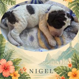 Boy 4 - male Lagotto Romagnolo puppy in Salida, California from Harper's Lagotti