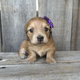 Female 1  Dapple - Dapple female Dachshund puppy in South Willard, Utah from Doxies in the Sun