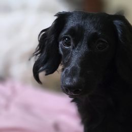 Freya - Dachshund