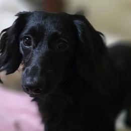 Freya - Dachshund