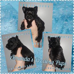 Jett - Black and tan male Yorkshire Terrier puppy in Wartburg, Tennessee from Amanda's Precious Pups