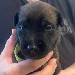 Kyoshi - Mahogany female xDutch Shepherd puppy in Chelsea, Alabama from Alliance K9