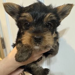 Rafiki - Black and gold male Yorkshire Terrier puppy in Highland, Arkansas from Gilmore Yorkies