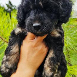Cricket - Black tri-color male Aussiedoodle puppy in Indiahoma, Oklahoma from Phamily Doodles