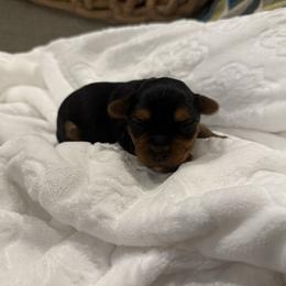 White chest - Black and tan female Yorkshire Terrier puppy in Boone, North Carolina from Coffeycup Yorkies