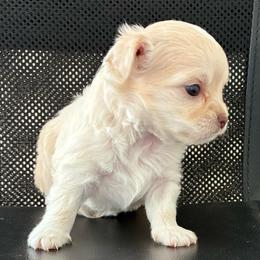 Finn - Cream male Chihuahua puppy in Red Bluff, California from Lane’s Little Long Coats