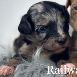 Boy 1 - Merle male Goldendoodle puppy in Milford, Indiana from Railway Acres Kennel