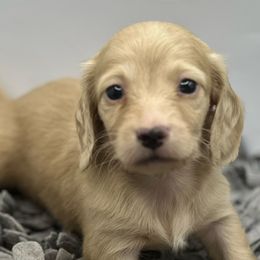 Girl 5 - Cream female Dachshund puppy in Wisconsin from Sabe and Shabe’s Doxies