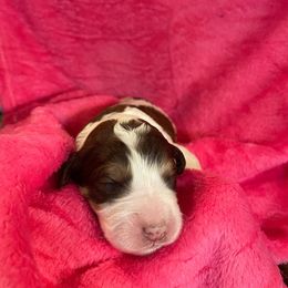 Bernedoodle and Labradoodle Puppies from Huser Doodle