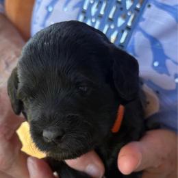 Franie ESA lines - Black female Schnoodle puppy in Temple, Texas from Schnauzers Of Taylor