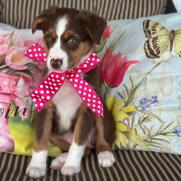 Toffie - Red tri female Miniature Australian Shepherd puppy in Shipshewana, Indiana from Shelli's Puppies