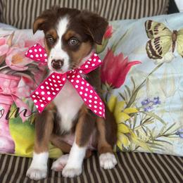 Toffie - Red tri female Miniature Australian Shepherd puppy in Shipshewana, Indiana from Shelli's Puppies